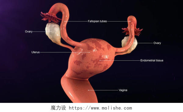 女性的子宫解剖图
